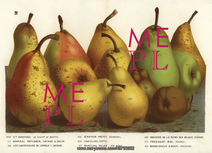 : Pear varieties : Pear varieties