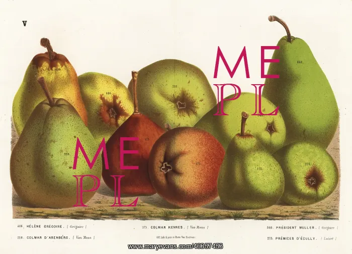 : Pear varieties : Pear varieties