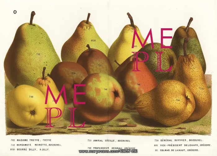 : Pear varieties : Pear varieties