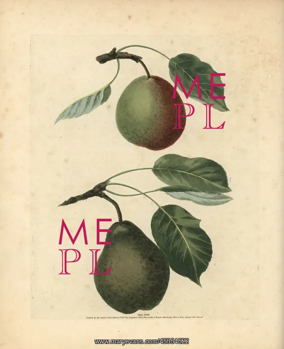 : Pear varieties, Pyrus communis : Pear varieties, Pyrus communis
