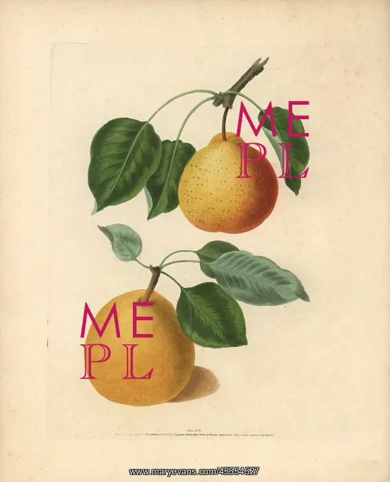: Pear varieties, Pyrus communis : Pear varieties, Pyrus communis