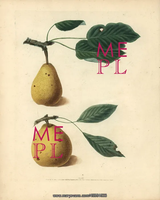 : Pear varieties, Pyrus communis : Pear varieties, Pyrus communis