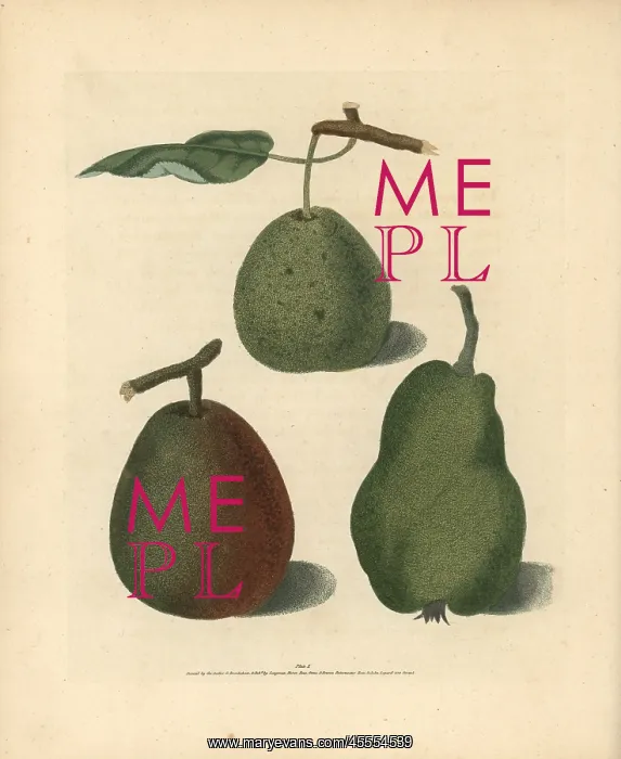 : Pear varieties, Pyrus communis : Pear varieties, Pyrus communis