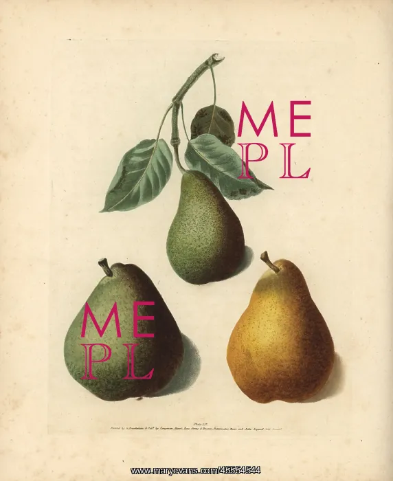 : Pear varieties, Pyrus communis : Pear varieties, Pyrus communis