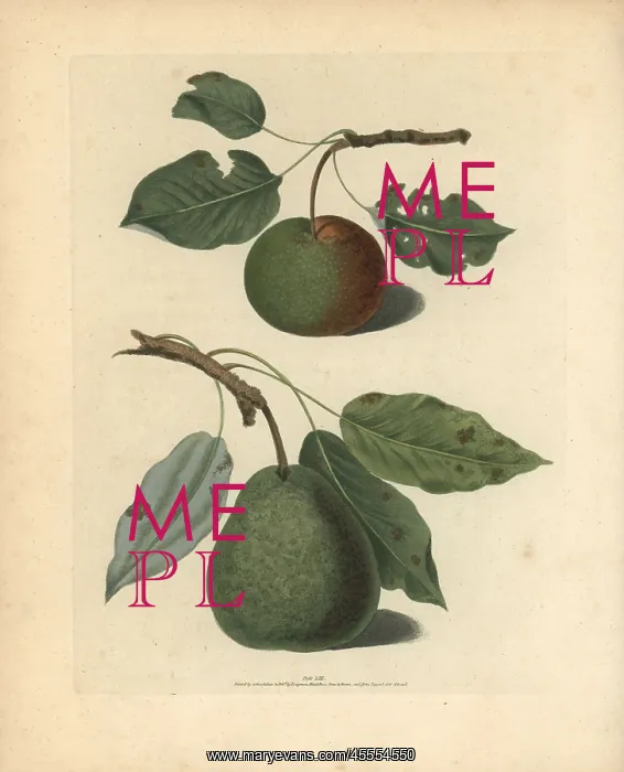 : Pear varieties, Pyrus communis : Pear varieties, Pyrus communis