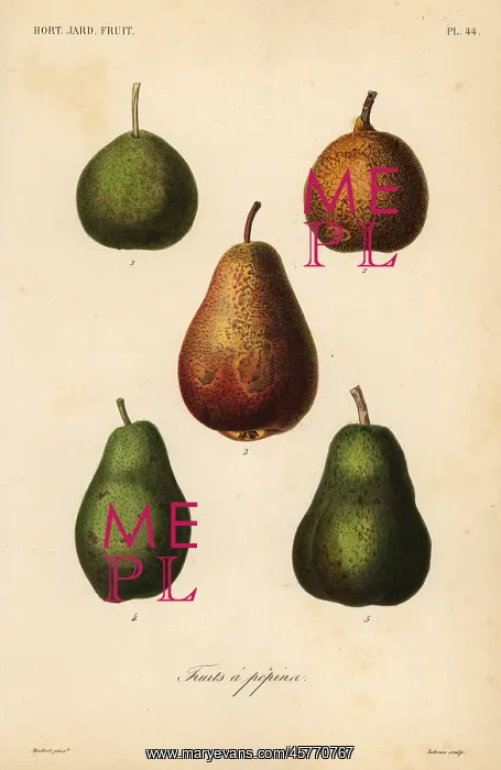 : Pear varieties, Pyrus communis : Pear varieties, Pyrus communis
