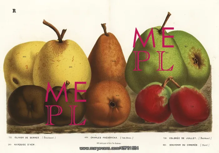 : Pear varieties, Pyrus communis : Pear varieties, Pyrus communis