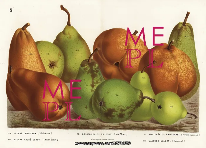 : Pear varieties, Pyrus communis : Pear varieties, Pyrus communis
