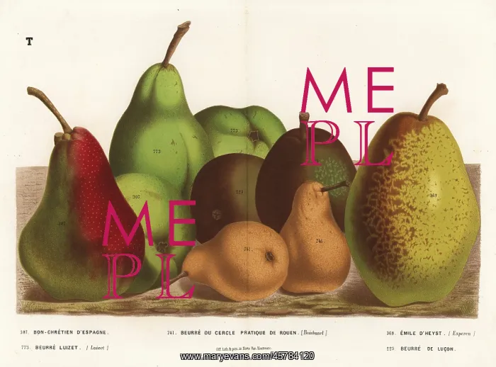 : Pear varieties, Pyrus communis : Pear varieties, Pyrus communis