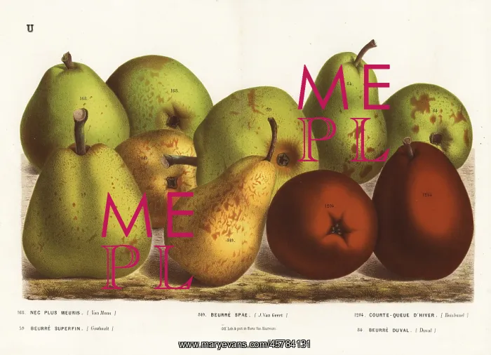 : Pear varieties, Pyrus communis : Pear varieties, Pyrus communis