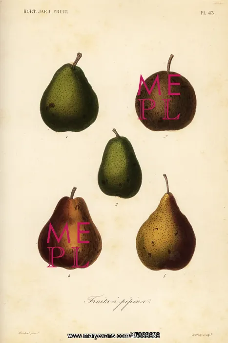 : Pear varieties, Pyrus communis : Pear varieties, Pyrus communis