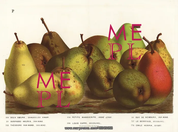 : Pear varieties, Pyrus communis : Pear varieties, Pyrus communis