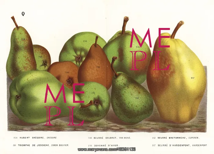 : Pear varieties, Pyrus communis : Pear varieties, Pyrus communis