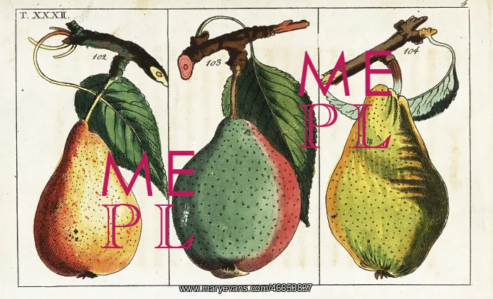 : Pear varieties, Pyrus communis : Pear varieties, Pyrus communis