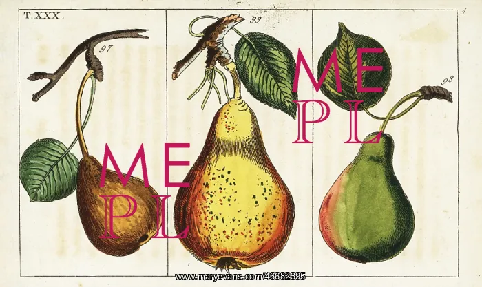 : Pear varieties, Pyrus communis : Pear varieties, Pyrus communis