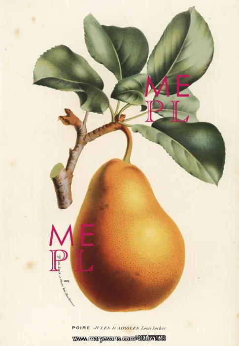 : Pear variety, Jules d'Airoles, Pyrus communis : Pear variety, Jules d'Airoles, Pyrus communis