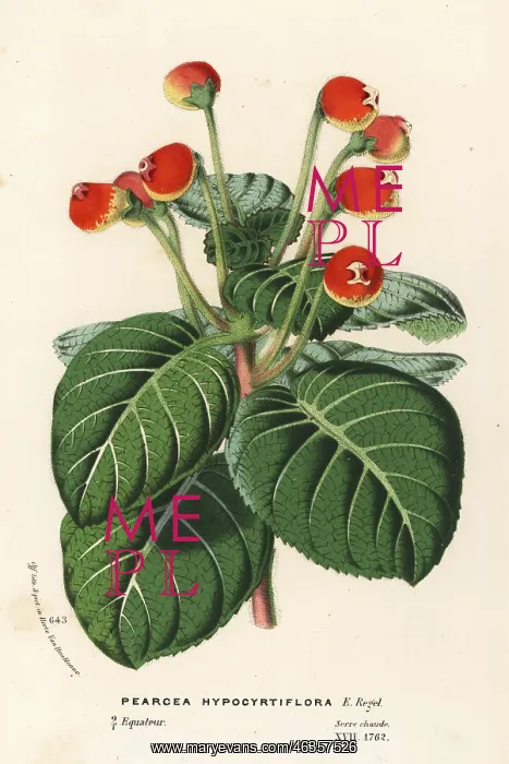 : Pearcea hypocyrtiflora. Near threatened : Pearcea hypocyrtiflora. Near threatened