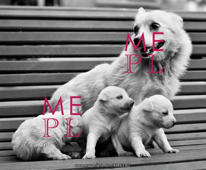 : Pearl dog with its offspring : Pearl dog with its offspring