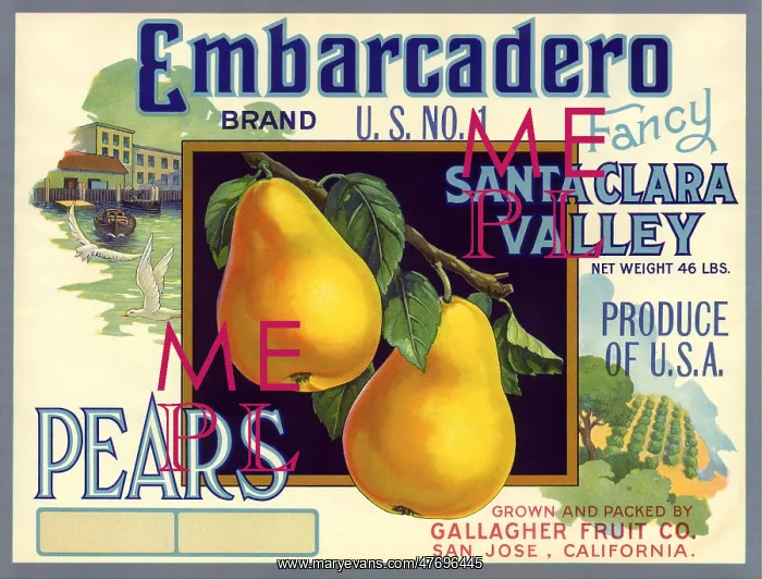  : Pears