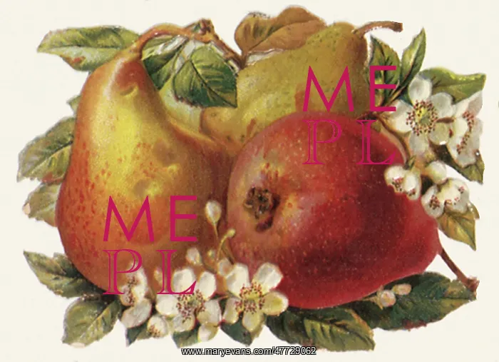  : Pears and Pear Blossoms