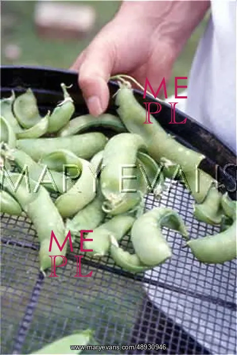  : PEAS IN THE POD