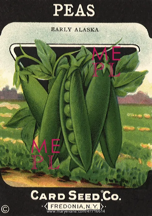  : Peas Seed Packet