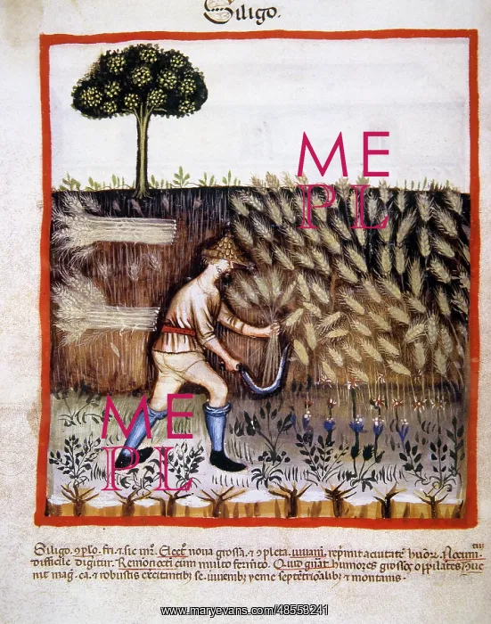 : Peasant mowing a field of wheat with a sickle. Miniature. Ta : Peasant mowing a field of wheat with a sickle. Miniature. Ta