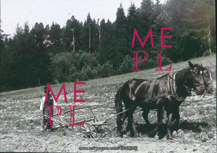 : Peasant is ploughing : Peasant is ploughing