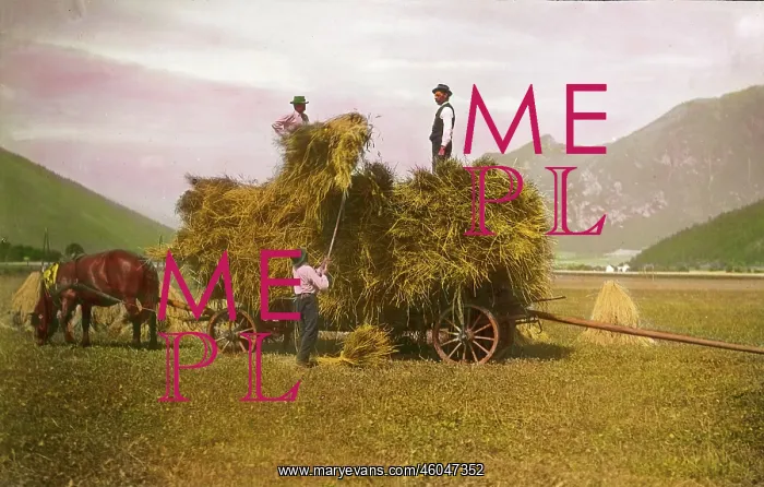 : Peasants are loading the sheaves : Peasants are loading the sheaves