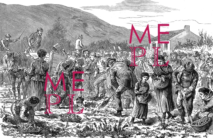: Peasants seizing potato crop, Ireland : Peasants seizing potato crop, Ireland
