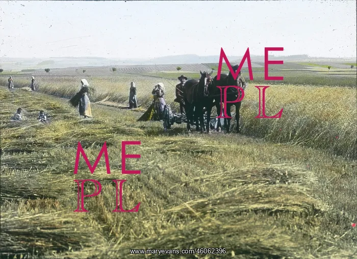 : Peasants are spreading the grains : Peasants are spreading the grains
