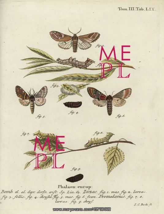 : Pebble prominent and iron prominent : Pebble prominent and iron prominent