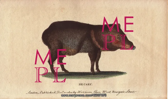 : Pecary or collared peccary, Tayassu tajacu : Pecary or collared peccary, Tayassu tajacu