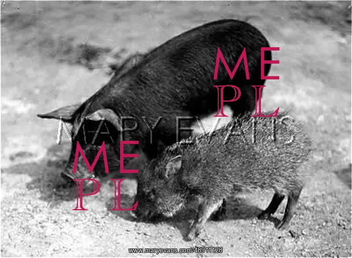 : PECCARY & DOMESTIC PIG : PECCARY & DOMESTIC PIG
