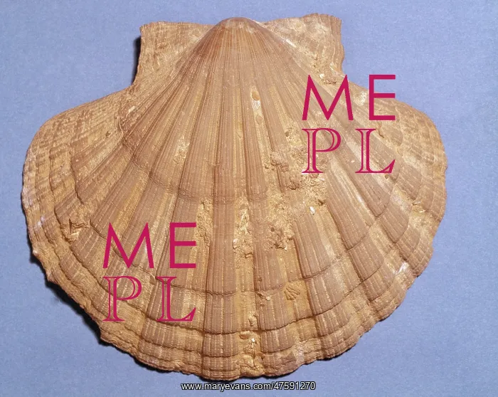  : Pecten sp. scallop