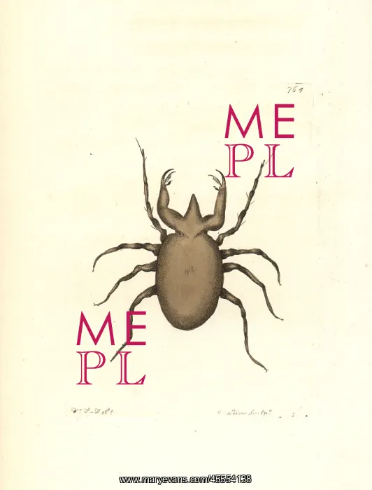 : Pectinated mite, Acarus pectinatus : Pectinated mite, Acarus pectinatus