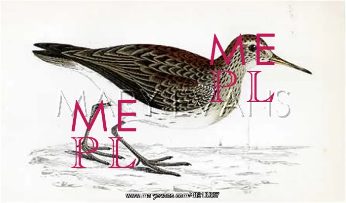 : PECTORAL SANDPIPER : PECTORAL SANDPIPER