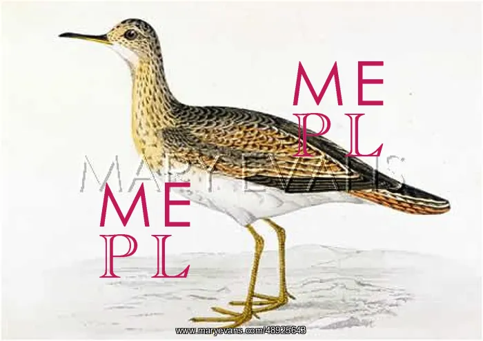 : PECTORAL SANDPIPER : PECTORAL SANDPIPER