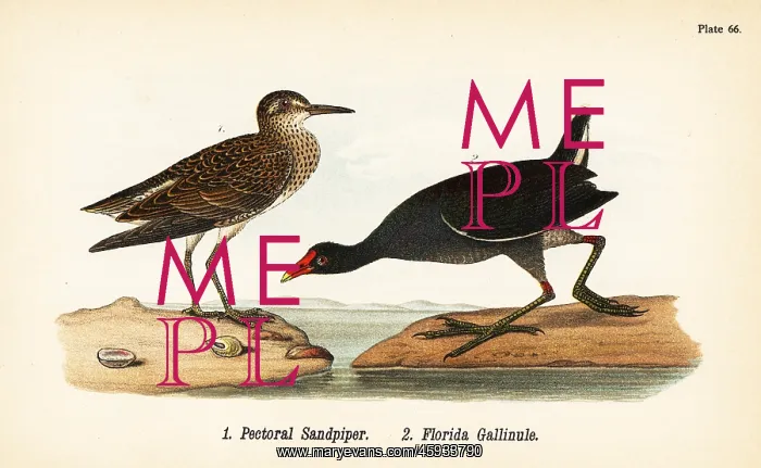 : Pectoral sandpiper and common gallinule : Pectoral sandpiper and common gallinule