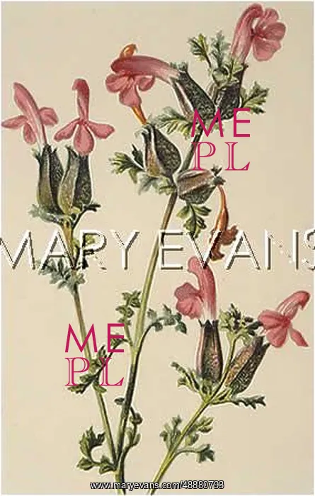  : PEDICULARIS SYLVATICA