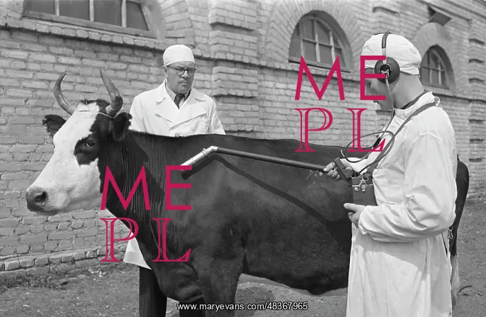 : Pedigree Cow : Pedigree Cow
