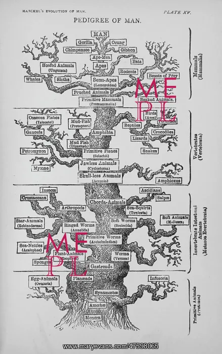 : Pedigree of Man : Pedigree of Man