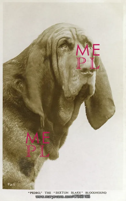  : Pedro - The Sexton Blake Bloodhound