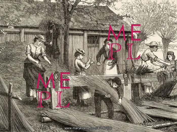 : Peeling osiers for basket making : Peeling osiers for basket making