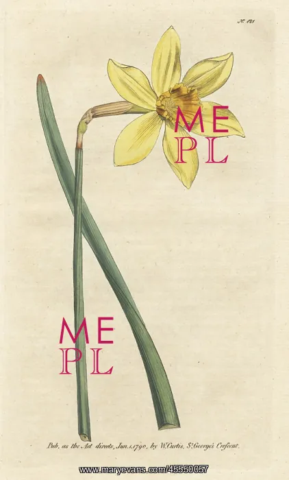 : Peerless daffodil, Narcissus incomparabilis : Peerless daffodil, Narcissus incomparabilis