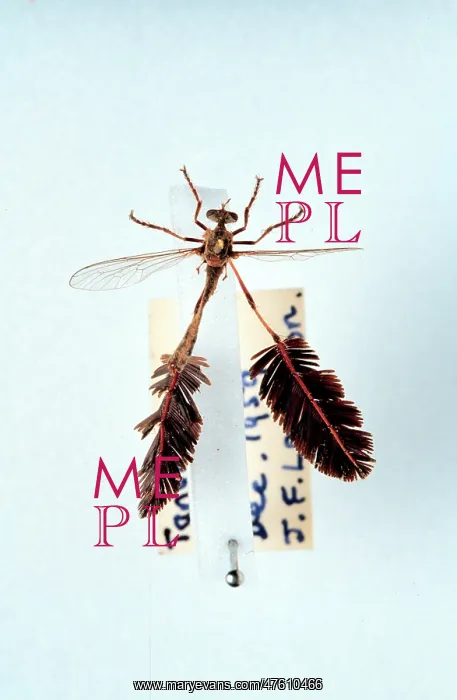 : Pegesimallus teratodes, robber fly : Pegesimallus teratodes, robber fly
