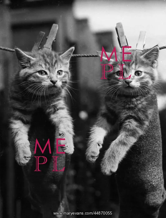 : PEGGED KITTENS : PEGGED KITTENS