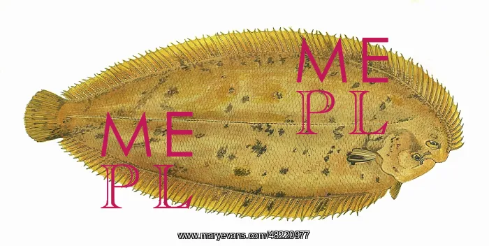 : Pegusa lascaris, or Sand Sole : Pegusa lascaris, or Sand Sole