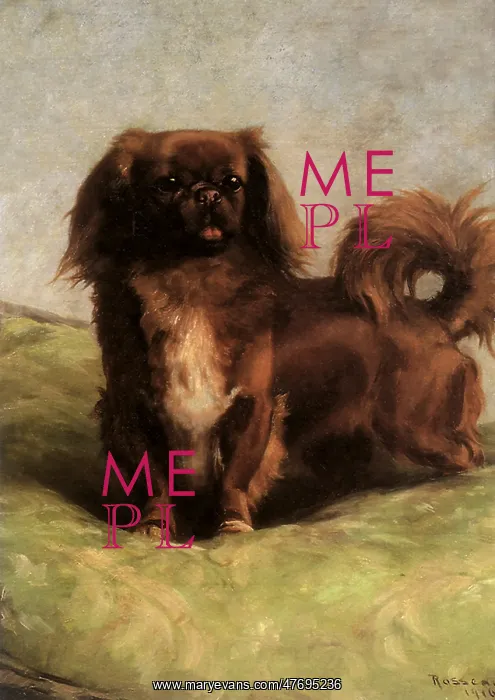  : Peke Excitement