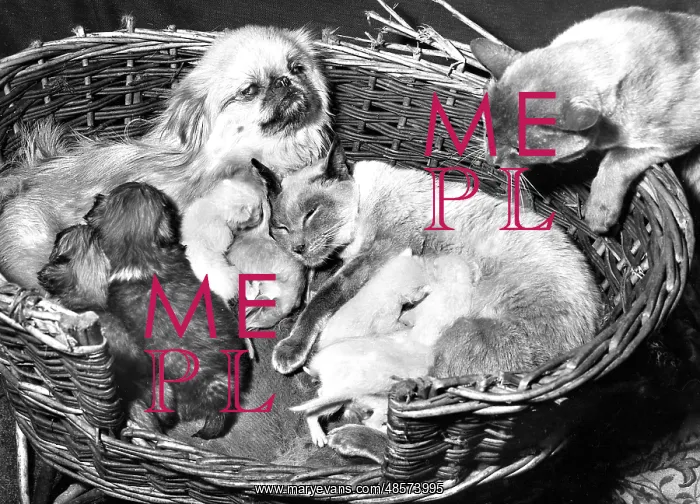 : Peke and Siamese : Peke and Siamese